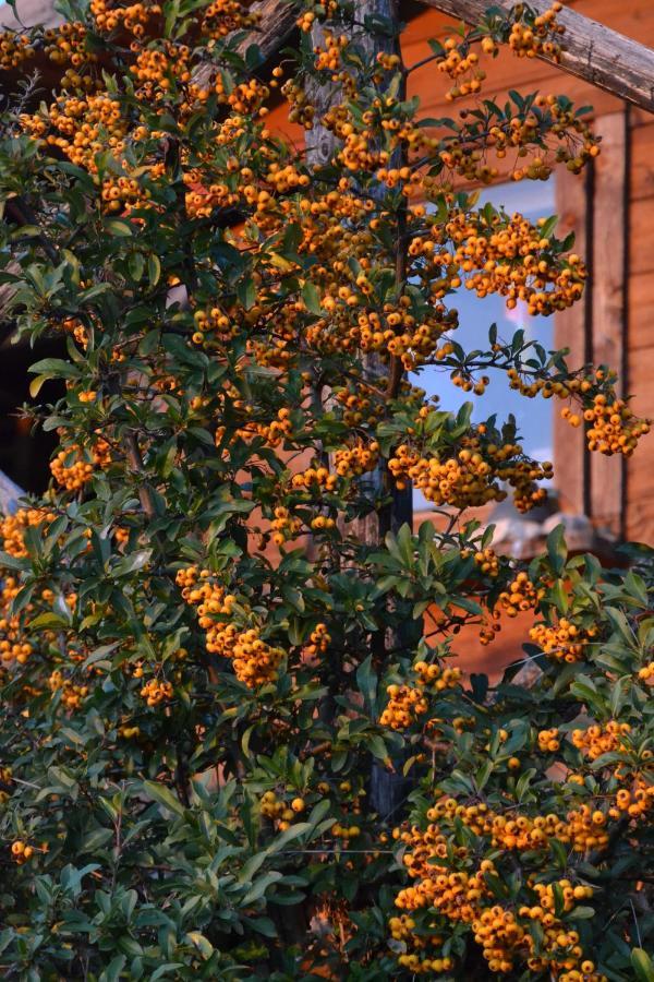 Locazione Turistica Villa Delle Rose アッシジ エクステリア 写真